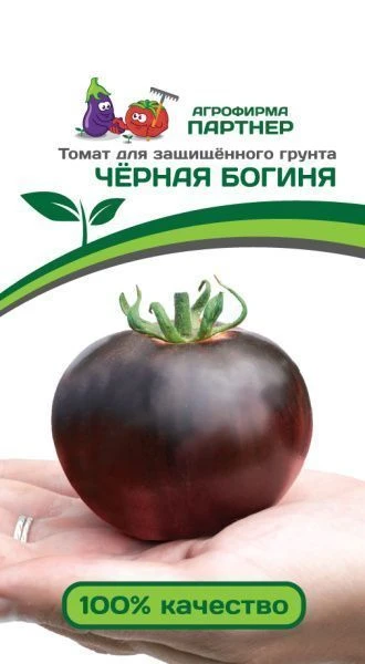 Томат Винтаж Фото