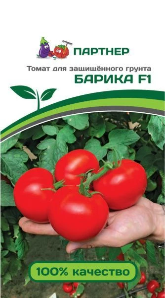 Томат Факел Фото