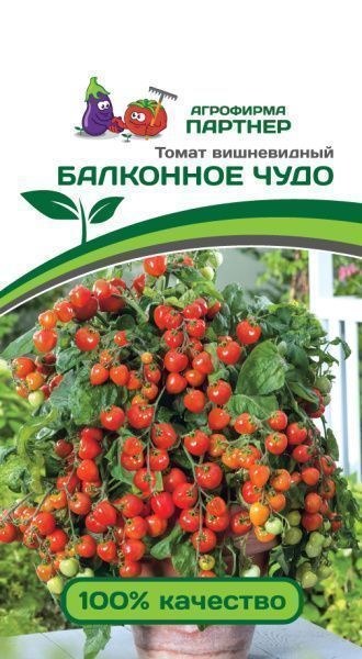 Томат Поцелуй Фото